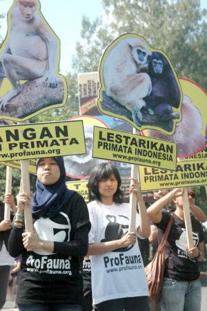 ProFauna Mengajak Masyarakat untuk Peduli Pelestarian Primata