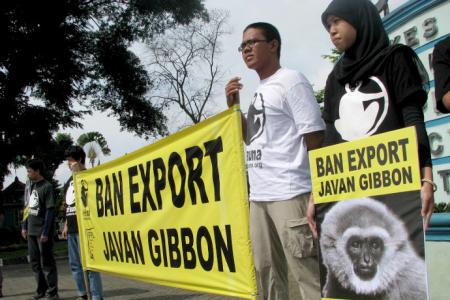 Kampanye Menolak Ekspor Owa Jawa
