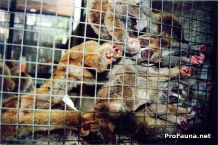 Perdagangan Primata di Palembang, Sumatera Selatan
