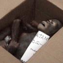 A baby orangutan smuggling