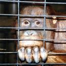 Orangutan trade