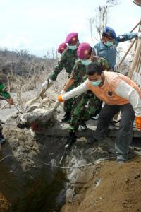 ProFauna Bantu Satwa Korban Letusan Gunung Merapi