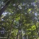 hutan lindung Wehea