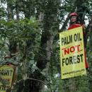 ProFauna's campaign against government's plan to enlist palm oil plantation as forest.