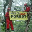 Kampanye menentang rencana dimasukannya perkebunan sawit sebagai bagian dari hutan, sawit bukanlah hutan