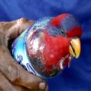 Parrot smuggling method