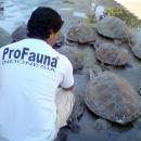Confiscated sea turtles in Bali