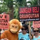 Peluncuran Kampanye &quot;Ride for Orangutan 2013&quot;
