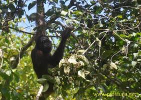 Orangutan Wehea